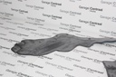 RUBBER-SHIELD TER FR LH 